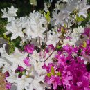 형설지공(螢雪之功)뜻 이미지