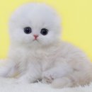 강남고양이분양 나비캣 이미지