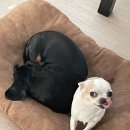 온누리동물병원 | [경기도 안산 온누리동물병원 소형견 안구 수술 후기]