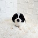 오독안심분양센터 강아지분양 고양이분양 하남점 이미지