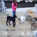 팡팡애견 이미지