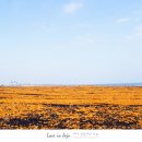 황금빛 목장 이미지