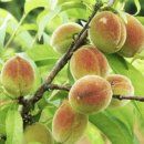 개복숭아 액기스 효능 부작용 이건 꼭 아세요 이미지