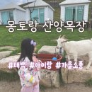 오복운수 | [태백] 몽토랑 산양목장 뷰카페 | 산양 먹이주기 체험 | 단풍 맛집