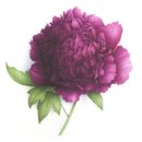 연필스케치와 꽃그림 이미지