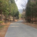 남해편백자연휴양림(남해) 이미지