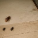 바퀴벌레없애는법 알 이렇게 퇴치하세요
