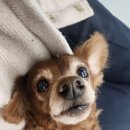 베리독하우스 애견유치원 & 애견호텔 부천점 | 강아지 돌봄서비스 추천, 부천애견호텔 베리독하우스 알아봐요