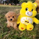 LOVING PET 이미지