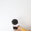 유어펫강아지분양남양주다산
