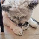 숲속산양목장 이미지