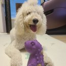 티렉스덴탈 | 강아지장난감,네추라 너리쉬 티렉스 덴탈트릿 솔직후기