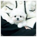 구름발치 | 군포비숑분양 후기“군포에서 만난 작은 구름, 비숑 아기와의 첫 만남”