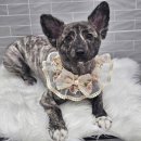 까끌레멍 이미지