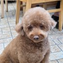 무 | [완주 이서면] 양에 놀라고 쫄깃함에 반하는'이서통닭' 내돈내산 솔직후기 (주차, 영업시간 꿀팁)