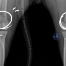 잠실베스트동물병원 수술재활센터 이미지