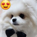 그로잉독 이미지