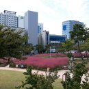 핑크뮬리 신서중앙공원 대구혁신도시 이미지