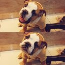 투투 동물병원 이미지