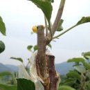 한농접목테이프 이미지