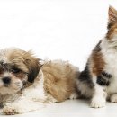 펫퍼스트 24시 강아지분양 고양이분양 파주운정점 이미지