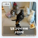 김포 고양이 카페 가볼만한 곳 | 구래동 놀거리로도 좋은 고영주택 후기