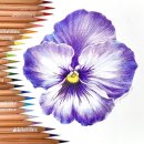 봄맞이 꽃그림 보태니컬 아트 | [2탄] 보태니컬아트 꽃그림 그리기: 까렌다쉬 유성색연필로 보테니컬아트 완성!