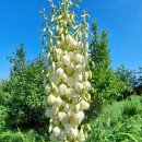 아빠의 정원 이미지