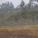 봉화강아지마을 이미지