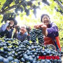 산머루 이미지