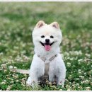 멍샵 강아지분양 인천본점 이미지