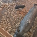 꿀꿀이목장 이미지