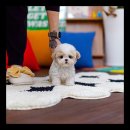 유앤미펫 강아지분양 고양이분양 위례점 이미지