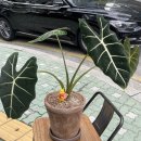 주주꽃