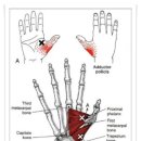 Opponens Pollicis (모지대립근) 이미지