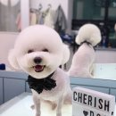 체리쉬독 이미지