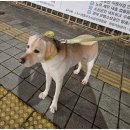 휘게 펫케어 이미지