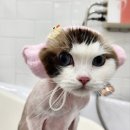 잔다냥 성남점 이미지