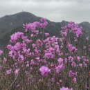 여수 영취산 진달래 산행 이미지