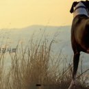 (주)인터펫코리아 이미지