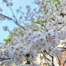 메이에르진 이미지