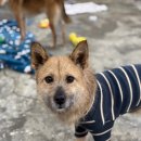 애니농장 이미지