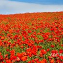 양귀비 - 군산시 중앙로 80-14 | 양귀비