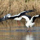 황새가족과 황새알 이미지