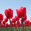 2025 섬 홍매화축제 이미지