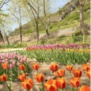 응봉 자전거대여소 | 응봉역 용비쉼터 | 올해 튤립은 서울숲 대신 여기🌷 기차+튤립 감성 가득 용비쉼터 실시간 (+아기랑...