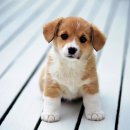귀여워 강아지 이미지