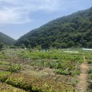 주렴산농장 | 송촌약수터농장 서울시 주말농장 상추 방울토마토 가지 오이 열무 당근 래디쉬 공심채 다양하지