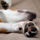 우리집강아지 이미지