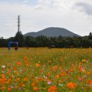 제주소주 앞 코스모스밭이에요~ 이미지